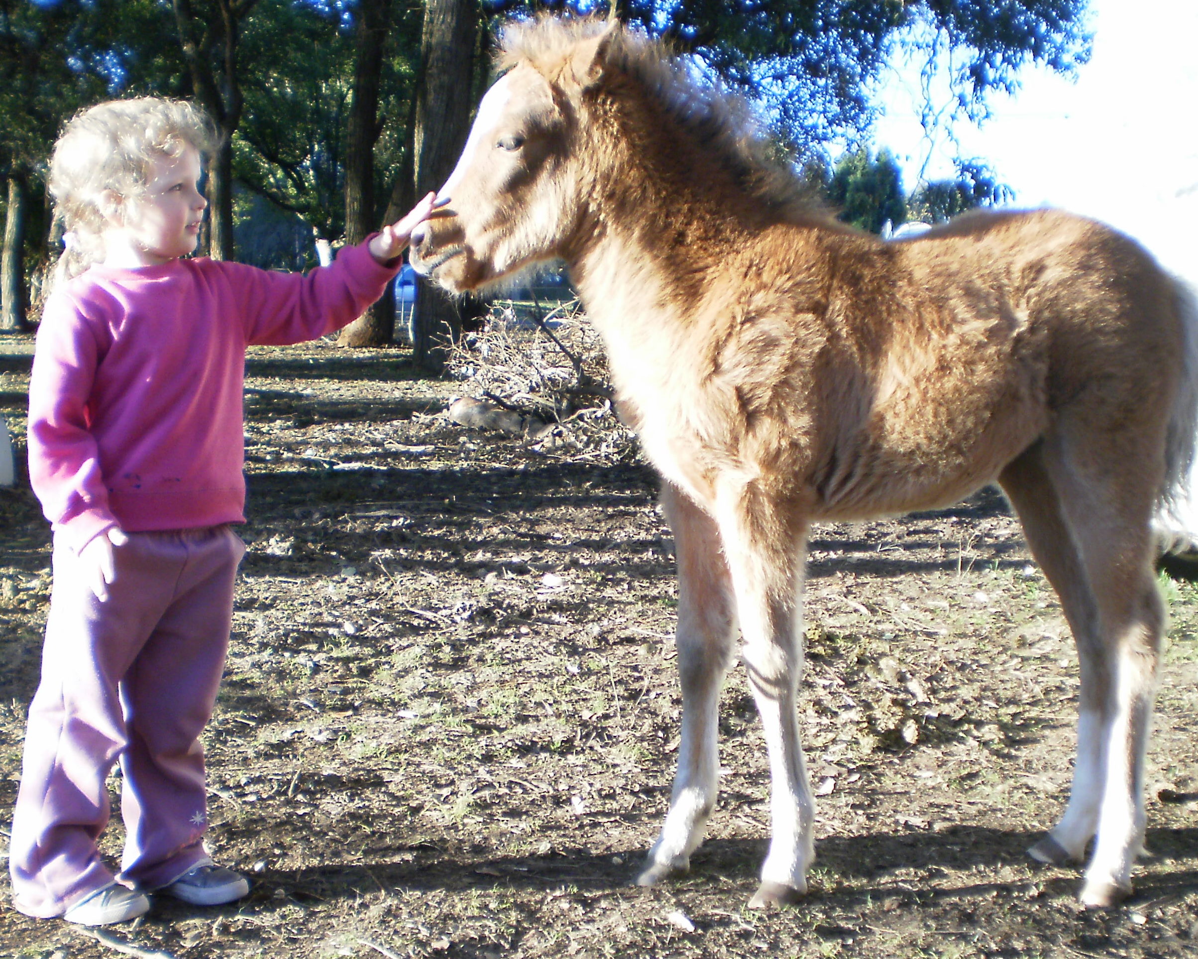 Ponies/ArellaandJelly.jpg