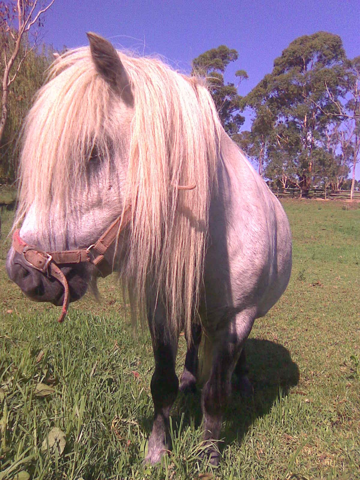 Ponies/Chuckypaddock.jpg